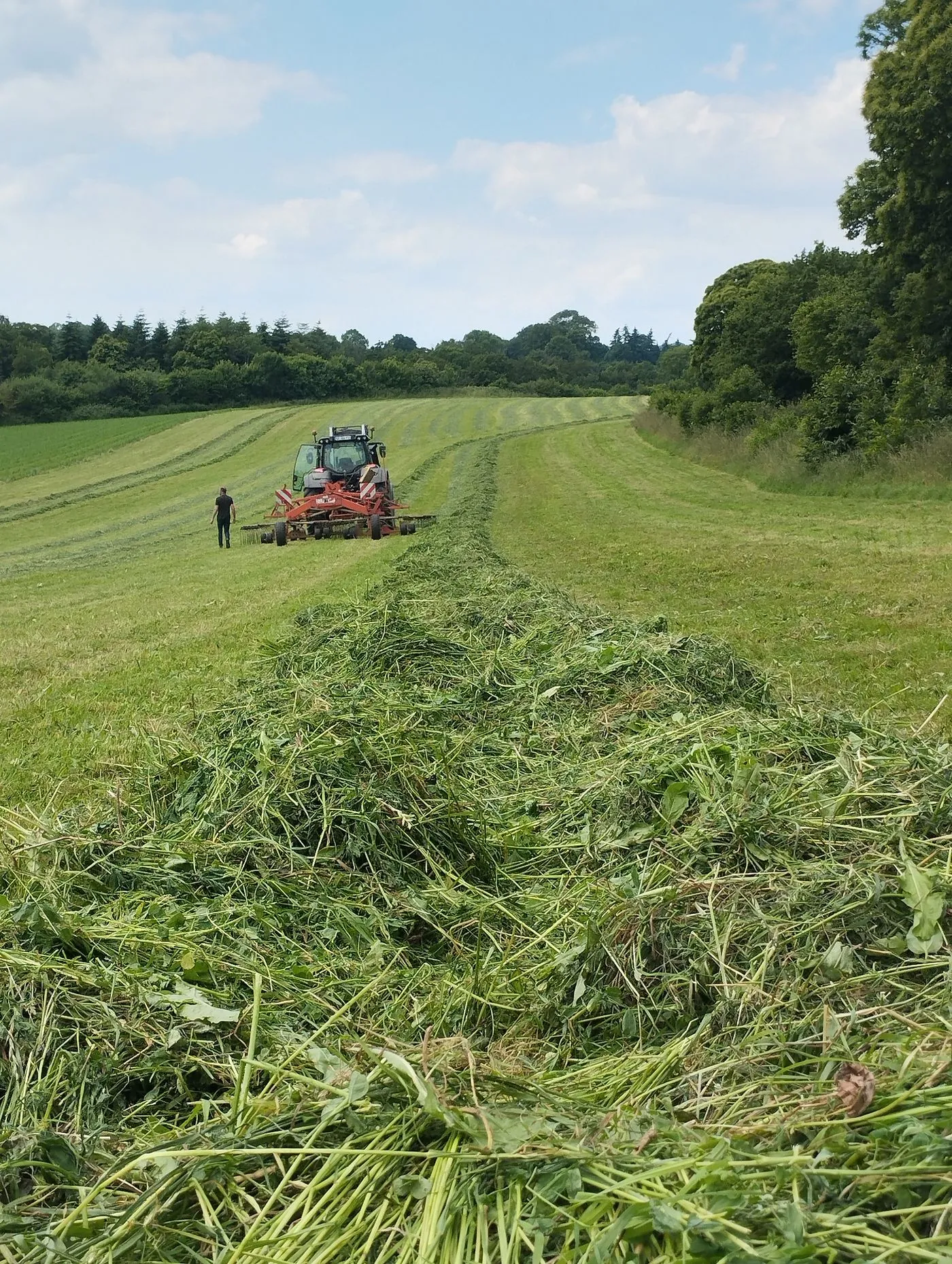 Tractor cutting a swath through tall overgrowth along a wooded tree line